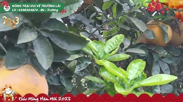 Ghép chuyển đổi sang bưởi Ruby hết rồi!