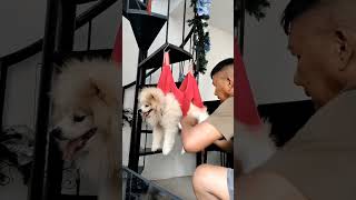Great Find: Pet Grooming Hammock  #furbaby #petgrooming #coby