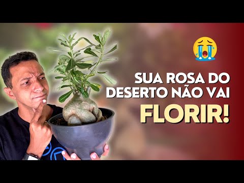 Vídeo: Por que minhas íris não florescem - Razões para as íris não florescerem bem