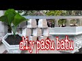 d.i.y  ciment flower pot/ d.i.y pasu bunga batu