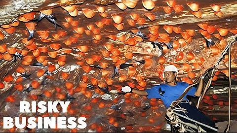 How harvest most expensive Birds Nests. Edible Birds Nests Farming Process. Swiftlet Farm