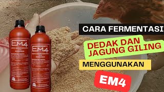 THE CORRECT WAY OF FERMENTING CHICKEN FEED SO THAT THE CHICKEN IS HEALTHY AND FASTER