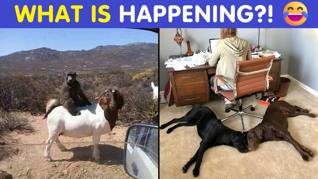 Animals Being Absolutely Ridiculous In These Hilarious Pics 😂🐶