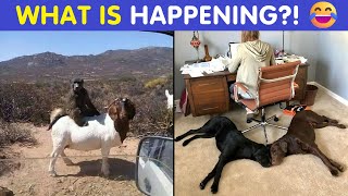 Animals Being Absolutely Ridiculous In These Hilarious Pics