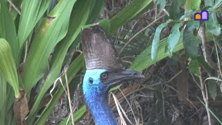 Australia - Etty Bay