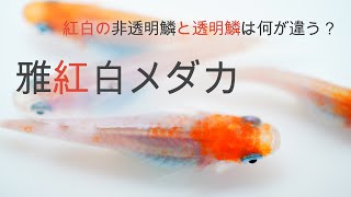 #7 初心者でもわかる紅白メダカ ~非透明鱗と透明鱗の違い~