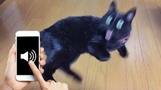 Sounds To Make Your Cat Go Crazy (GUARANTEED)