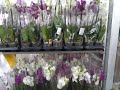 🚥Светофор 🚥 Магазин низких цен! Орхидеи привезли обалденный красоты!!!