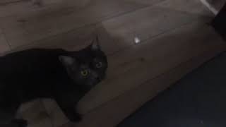 Кошка приносит мячик☺️ дрессированная кошка британка Кошка приносит мячик☺️ дрессированная кошка британка