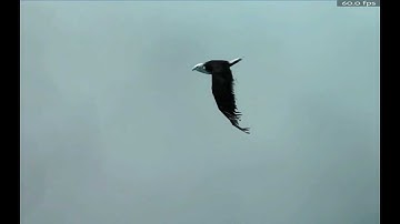 Flying Bird - WIP 3.5