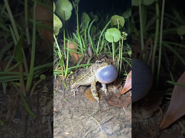 Kodok Ngorek. Katak Beryanyi. Bunyi Katak. Sound of Frog #katak #frog class=