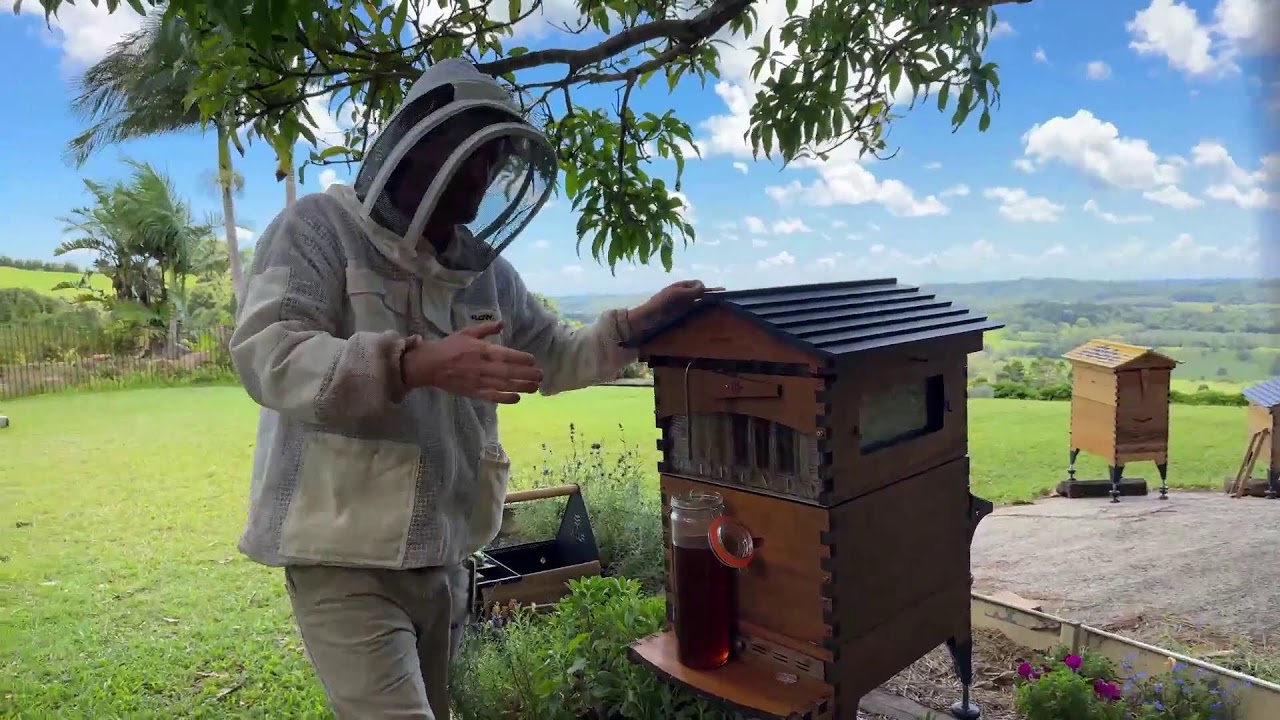 New Year beginner beekeeping