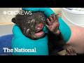 #TheMoment a bear cub was saved by B.C. volunteers