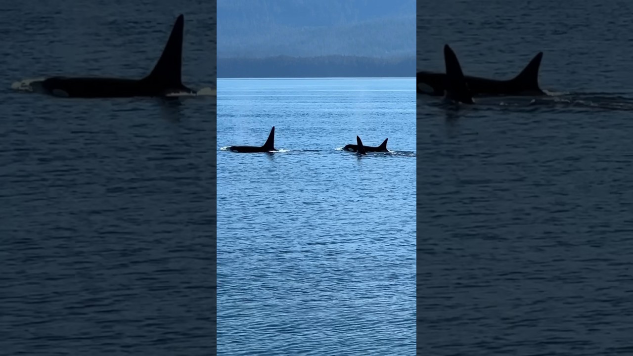 #orcas