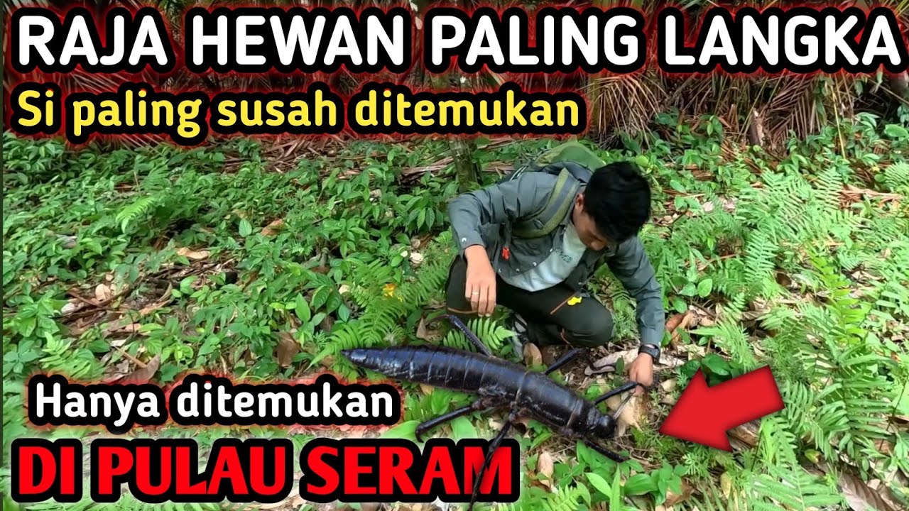 RANTING SETAN RAJA SERANGGGA MALUKU TERLANGKA DAN TERCANTIK MUNCUL ...