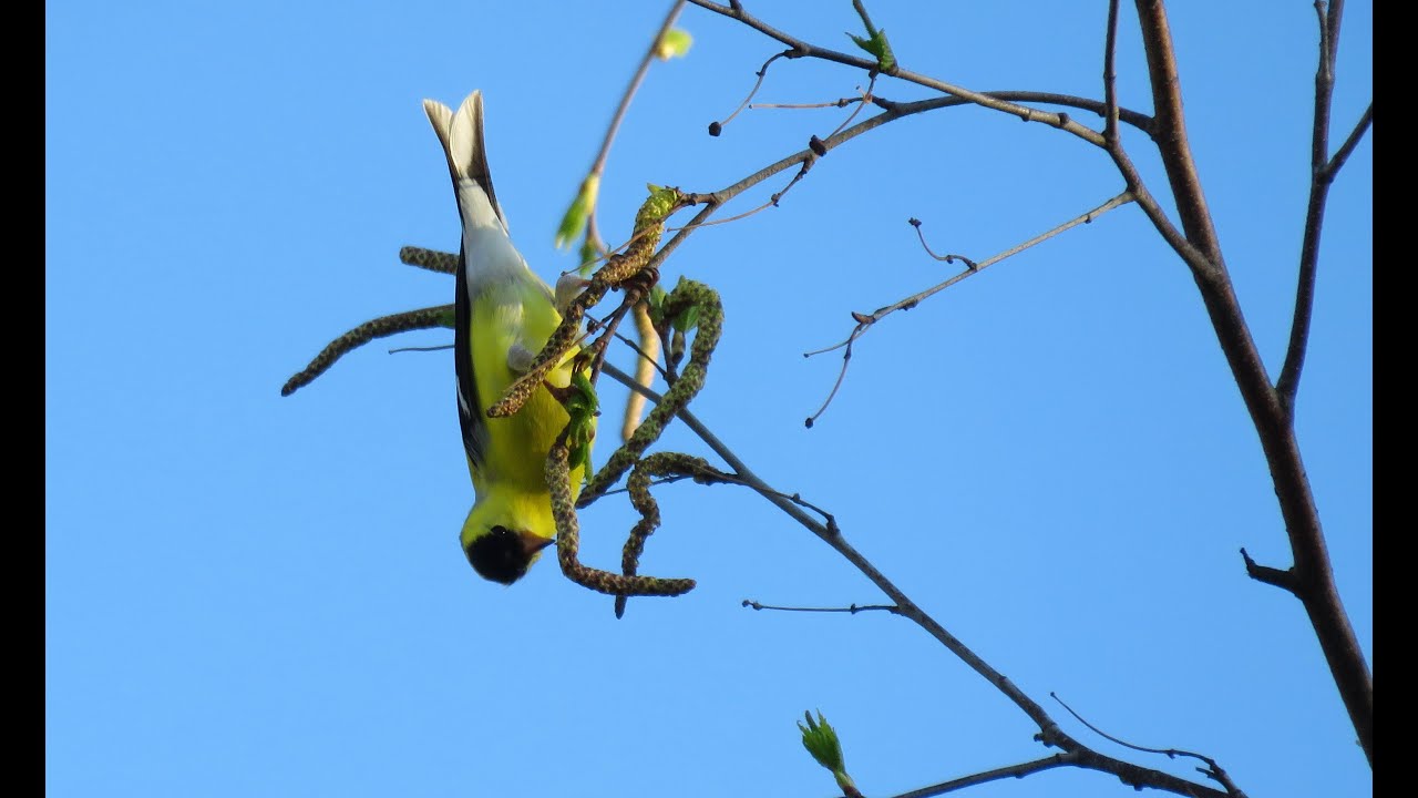 American Goldfinch 