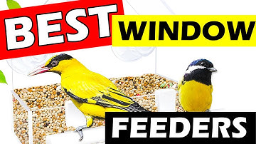 Clear Bird Feeder For Window | WHICH IS BEST?