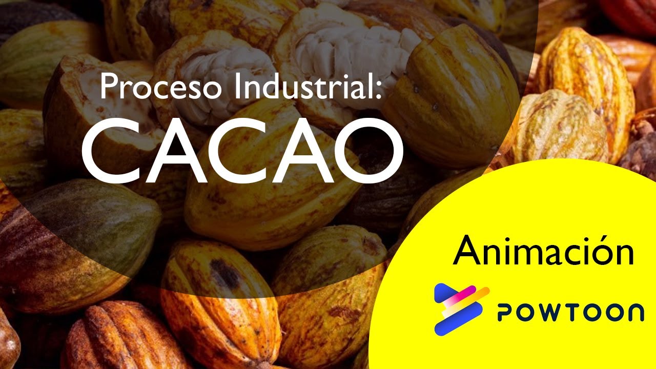 Animación: Proceso industrial del cacao