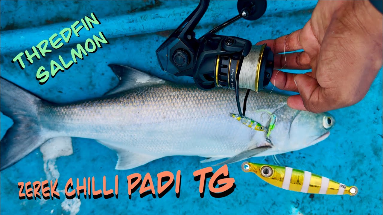 Thredfin salmon fishing in keralala | ZEREK CHILLI PADI TUNGSTEN JIG ❤️