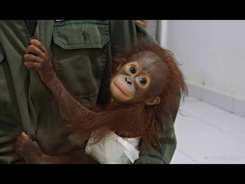 Meet Baby Orangutan Galaksi
