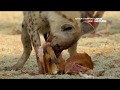 Африканские охотники / Africa's Hunters : Голодный леопард 1 серия 4K