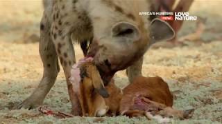 Африканские охотники / Africa's Hunters : Голодный леопард 1 серия 4K