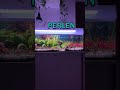 Warum Perlen Aquarienpflanzen?