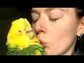 Deformed Abandoned Amazon Parrot Finds His Soul Mate | Munchkin