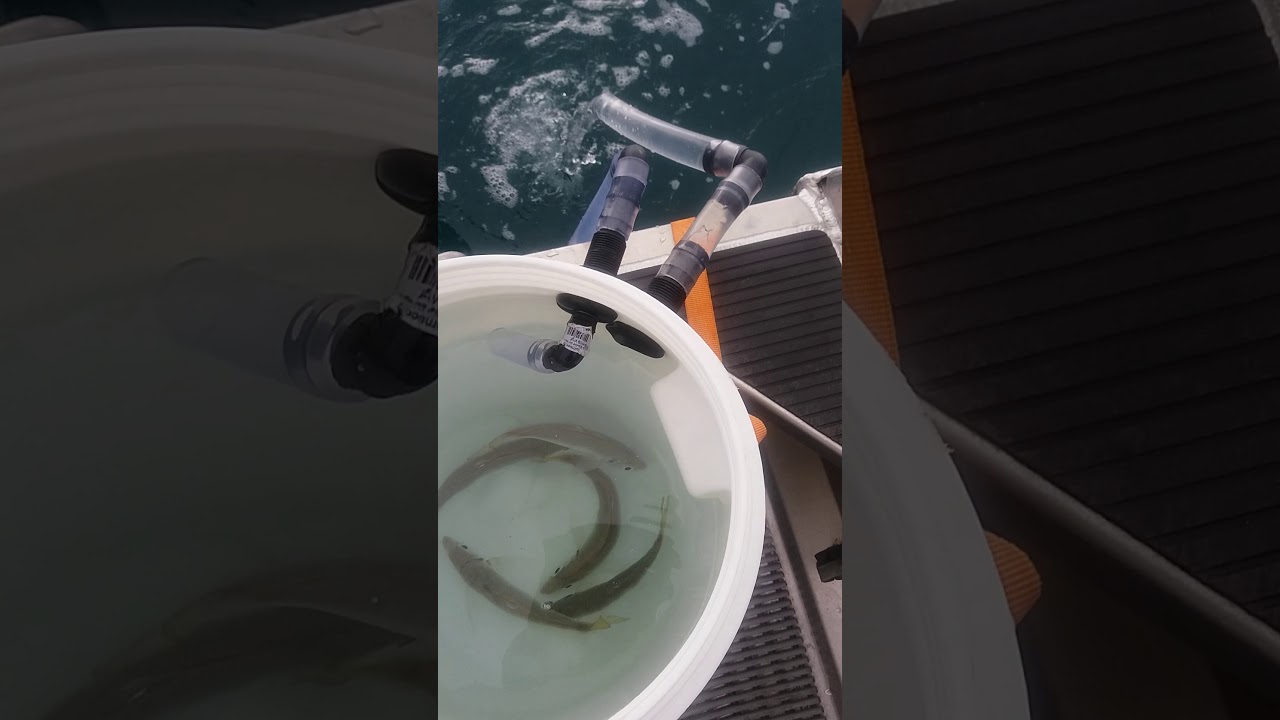 Live Bait Tank Rule Bilge Pump