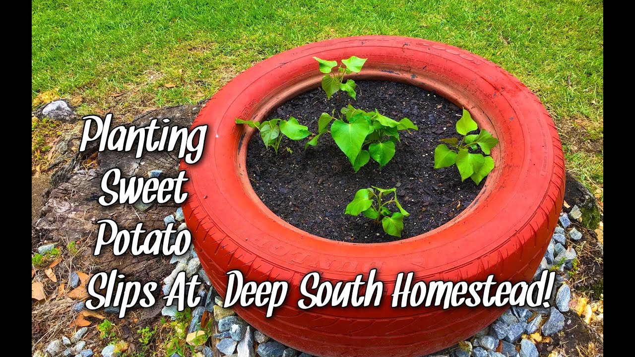 Previously At The Green Thumb Gardening Channel Deep South Homestead