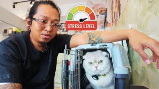 I Got Stressed Not with the Cat But it's Owner!!!!