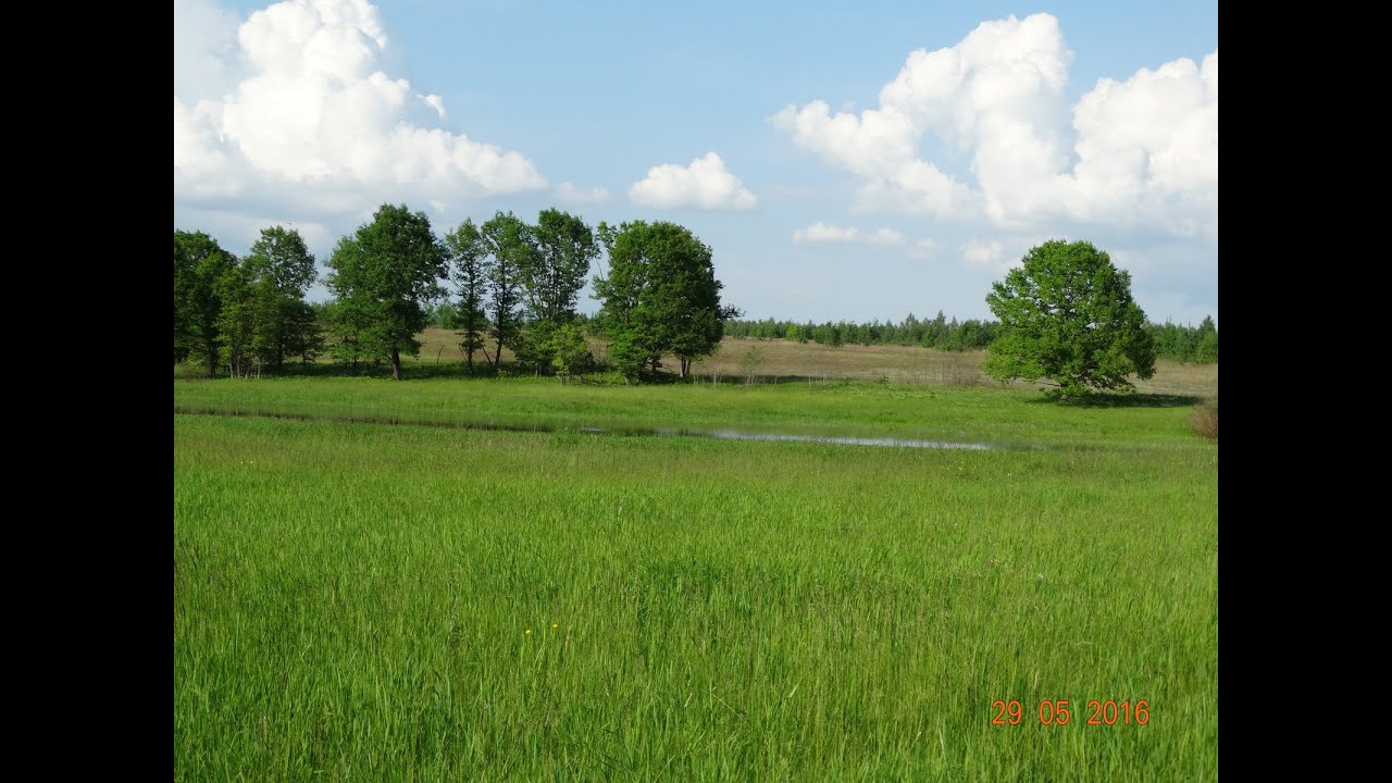 Поле русское, раздолье, где не кошена трава... - YouTube