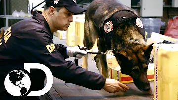 ¿Cómo alertan los perros detectores de drogas?