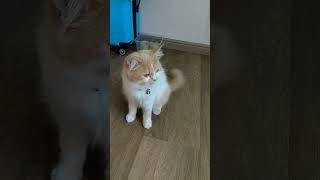 Nahh Ru Bgn Guesscat jalanyangjauhjanganlupapulang