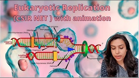 Eukaryotic Replication Explained | CSIR NET| Initiation Elongation and termination | PART 4