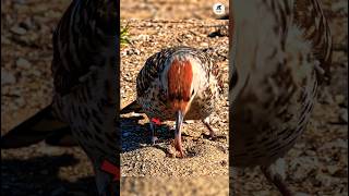 The Smart Bird That Hunts 5,000 Ants at Once 😰