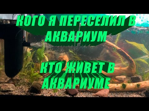 Video: Hvordan Transplantere Guppy Yngel