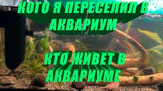 Кого я переселил в аквариум  Кто живет в аквариуме