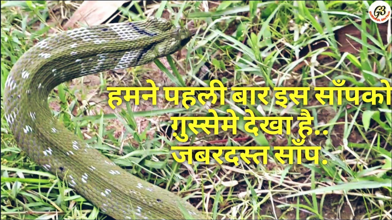 green snake with yellow belly ग़ुस्सेमे यह साँप कितना सुंदर दिखता है.. Green Keelback when gets angry
