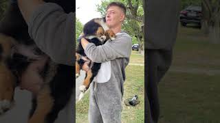 Cuddling A Bernese Mountain Dog Puppy
