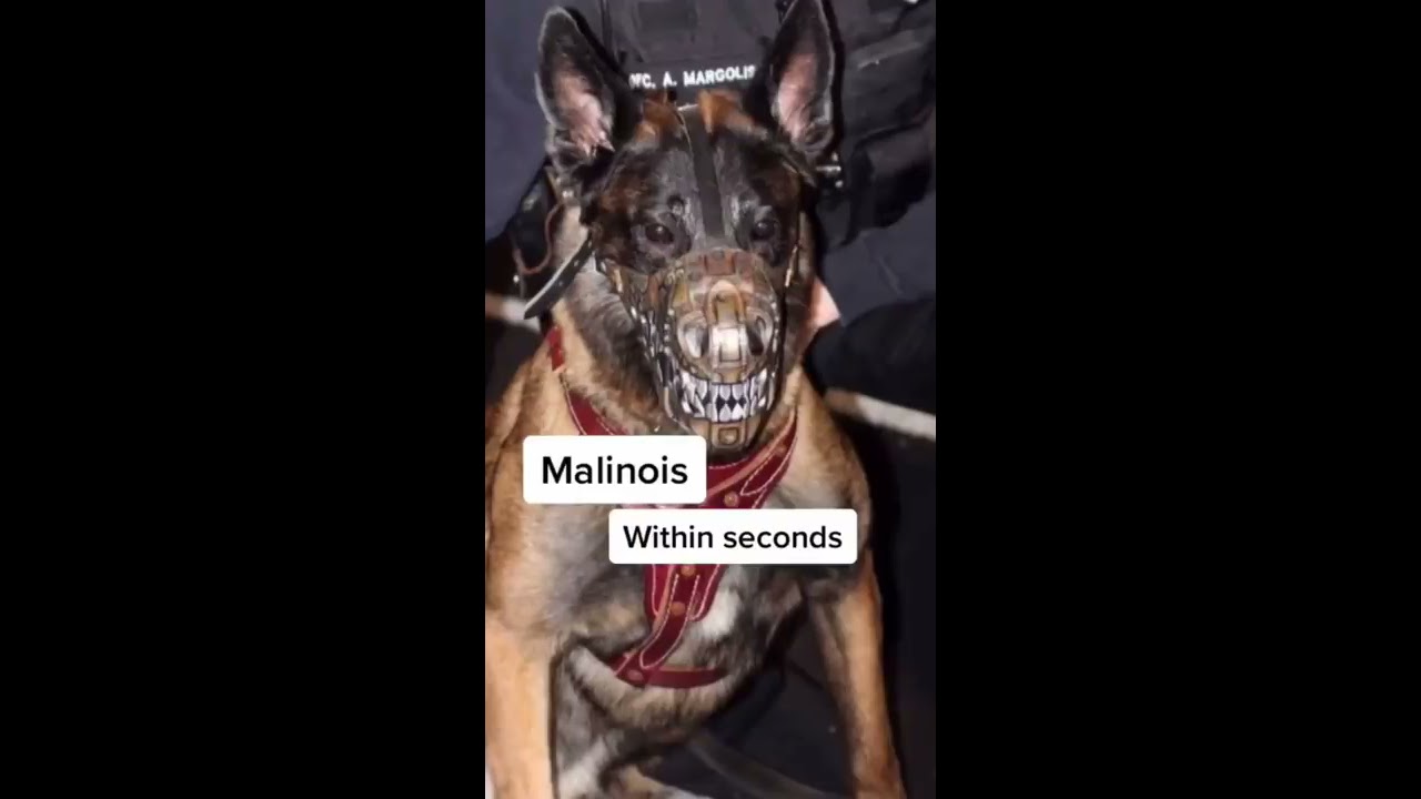 The most DANGEROUS dog breeds! #goldendoodle #scary #cute