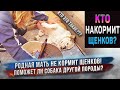 Кого вы мне подсунули? Это не мои дети!!! Собака кормит чужих ей щенков!