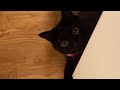 エコー猫に遊ばれる主