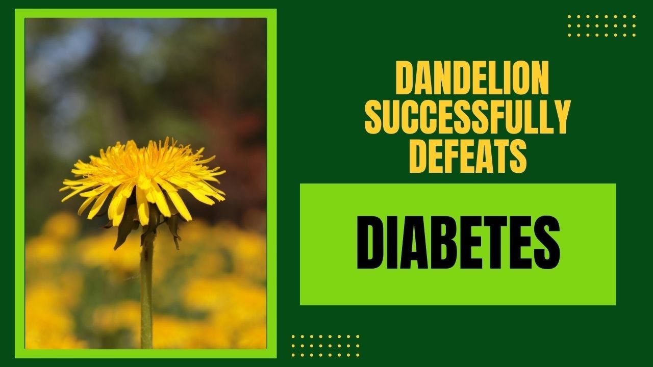 Why Is Dandelion Good In The FIGHT AGAINST DIABETES And How Is It why-is-dandelion-good-in-the-fight-against-diabetes-and-how-is-it