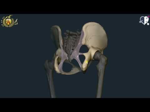 Video: Anatomia, Diagramma E Funzione Delle Ossa Del Bacino Maschile - Body Maps