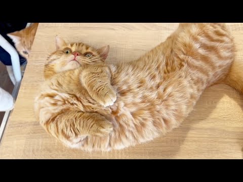 ヨガをする茶々パパが...