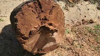 Ash Tree Cut Down and Common Problems by Botanical Real  49 views 1 year ago 2 minutes, 40 seconds