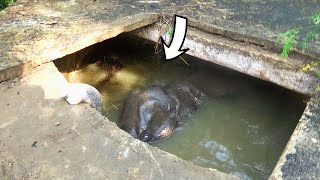 Humanity | Elephant stuck in an irrigation tank given a chance to live again by sympathetic people by Elephant Zone 6,621 views 3 months ago 8 minutes, 2 seconds