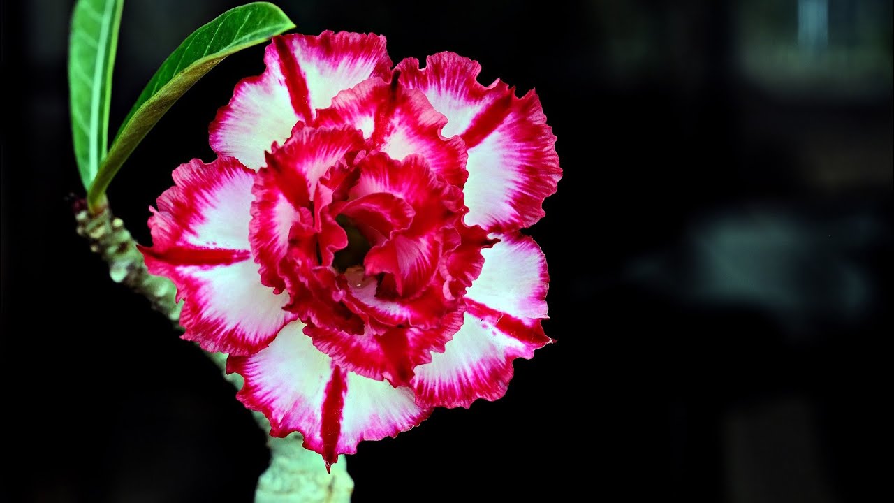 AMAZING ADENIUM - YouTube