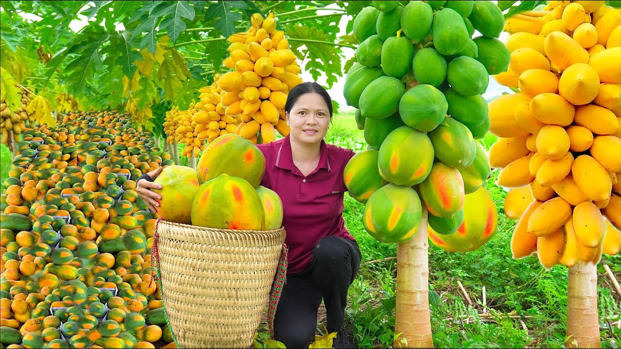 Harvesting Papaya Garden - Make Papaya Jelly Go to the market sell - Alma Daily Life